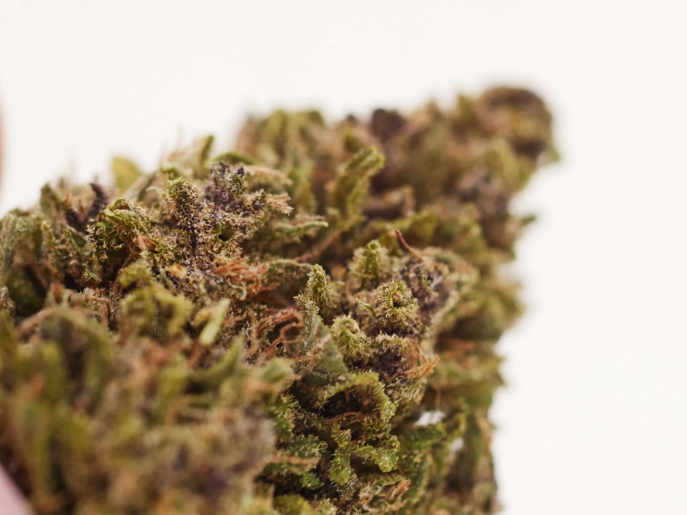 #cbd# - #gree-zen#-#canapa_legale#-purple#-#black_cherry#-#tangerine#